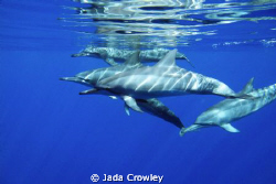 Swimming with Dolphins. Shot taken on a dive trip at Chri... by Jada Crowley 
